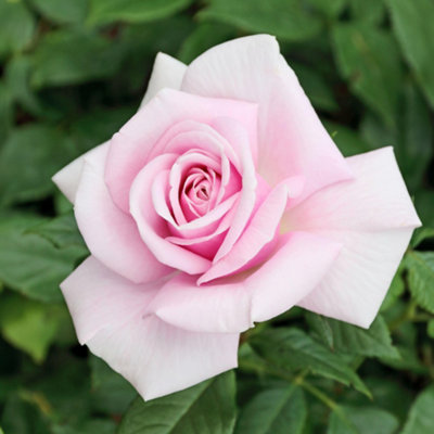 Bush Rose Hopes and Dreams Plant Hardy Plants Outdoor Garden Ready