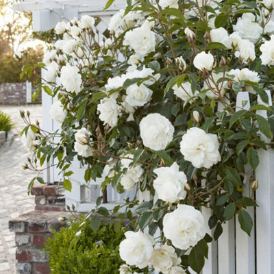 Bush Rose Iceberg Flowering Hardy Plants Outdoor Garden Ready Garden ...