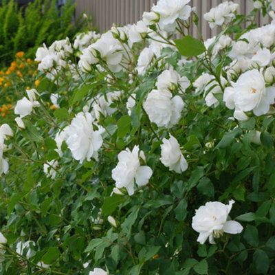 Bush Rose Iceberg Flowering Hardy Plants Outdoor Garden Ready Garden ...
