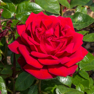 Bush Rose Ingrid Bergman Hardy Plants Outdoor Garden Ready Garden Plants (3 litre pot, 20-40cm)