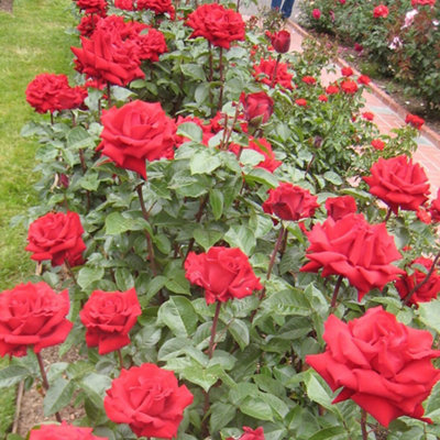 Bush Rose Ingrid Bergman Hardy Plants Outdoor Garden Ready Garden ...