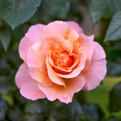 Bush Rose Marie Curie, Flowering Hardy Plants Outdoor Garden Ready Garden Plants (3 litre pot, 20-40cm)