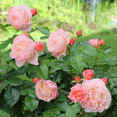 Bush Rose Marie Curie, Flowering Hardy Plants Outdoor Garden Ready ...
