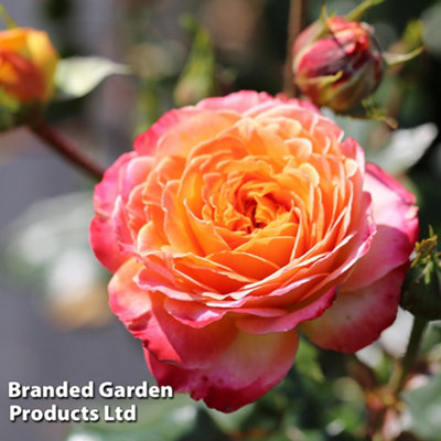 Rose 'Powder Pink' bare root bush