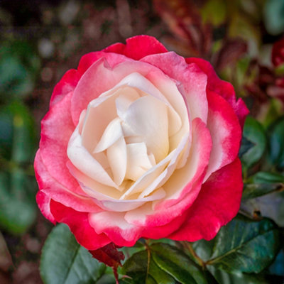 Bush Rose Nostalgia Hardy Plants Outdoor Garden Ready Garden Plants (3 litre pot, 20-40cm)