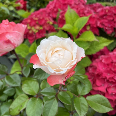 Bush Rose Nostalgia Hardy Plants Outdoor Garden Ready Garden Plants (3 ...