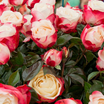 Bush Rose Nostalgia Hardy Plants Outdoor Garden Ready Garden Plants (3 ...