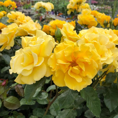 Bush Rose Precious Gold Hardy Plants Outdoor Garden Ready Garden Plants ...