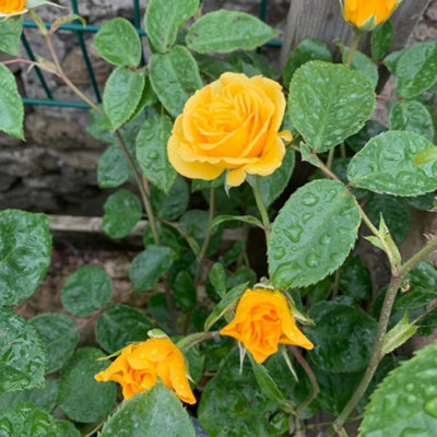 Bush Rose Precious Gold Hardy Plants Outdoor Garden Ready Garden Plants ...