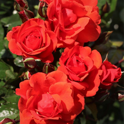 Bush Rose Precious Love Hardy Plants Outdoor Garden Ready Garden Plants ...