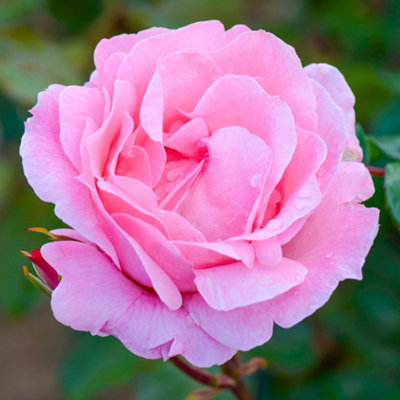 Bush Rose Queen Elizabeth Hardy Plants Outdoor Garden Ready Garden ...