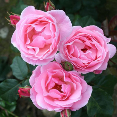 Bush Rose Queen Elizabeth Hardy Plants Outdoor Garden Ready Garden ...
