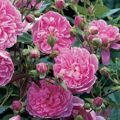 Bush Rose Timeless Pink Plant Hardy Plants Outdoor Garden Ready Garden ...
