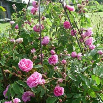 Rose Plants Outdoor Garden Ready Bush Rose Timeless Pink Plant