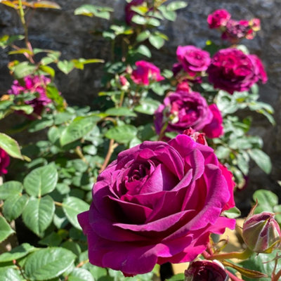 Bush Rose Timeless Purple, Plant Hardy Plants Outdoor Garden Ready ...