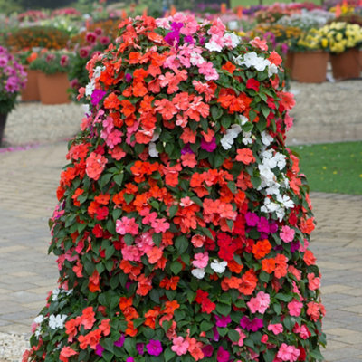 Busy Lizzie Beacon Mix Garden Ready 10