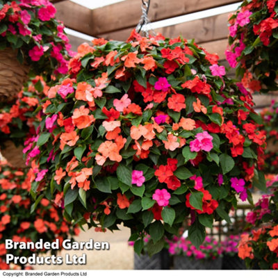 Busy Lizzie Beacon Salsa Mix 15 Garden Ready Plants