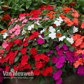 Busy Lizzie (Impatiens) Beacon Mixed 12 Plug Plants - Summer Bedding - Ideal for Patio Containers