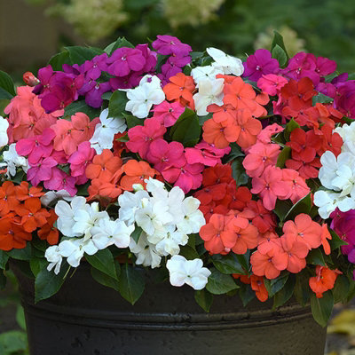 Busy Lizzie Impatiens Mixed Bedding Plants 3 x 6 Pack - Garden Flowers  Ready to Plant for
