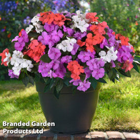 Busy Lizzie Impatiens Pearl Island 24 Plug Plants - Summer Colour, Ideal For Patio Containers
