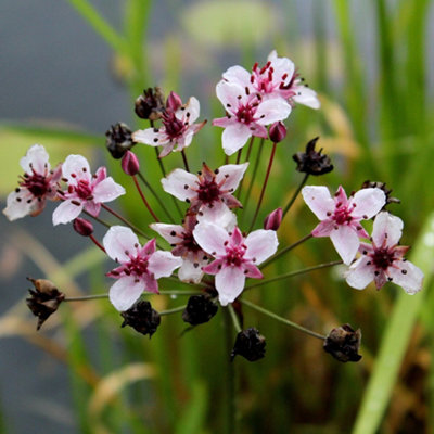 Butomus Umbellatus Flowering Rush 1 Litre Aquatic Pot Pond Plant