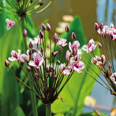 Butomus umbellatus - Flowering rush, water marginal pond plant in a 9cm pot