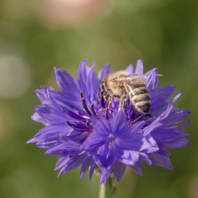 Butterfly & Bees Mixture Flower Seeds (Approx. 115 seeds) - By Jamieson Brothers - 3