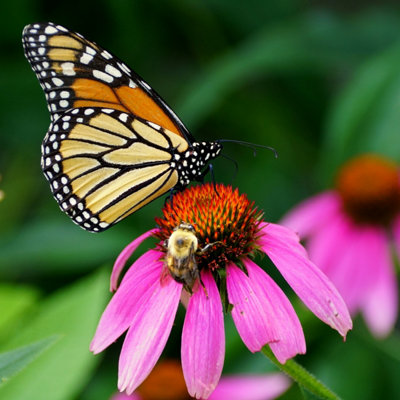 Butterfly & Bees Mixture Flower Seeds (Approx. 115 seeds) - By Jamieson Brothers - 4