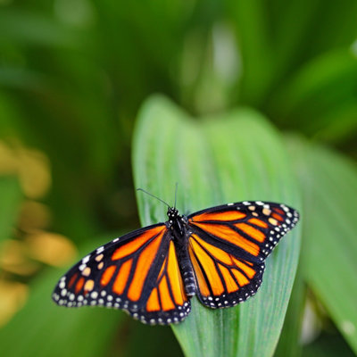Butterfly & Bees Mixture Flower Seeds (Approx. 115 seeds) - By Jamieson Brothers - 6