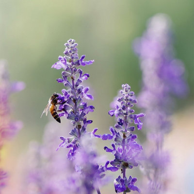 Butterfly & Bees Mixture Flower Seeds (Approx. 115 seeds) - By Jamieson Brothers - 7