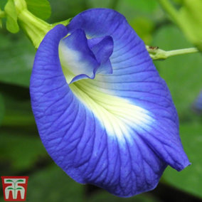 Butterfly Pea 1 Seed Packet (20 Seeds)