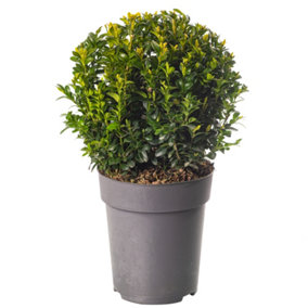 Buxus Ball - Compact Boxwood Ball, Ideal for Small Spaces (20cm Diameter)
