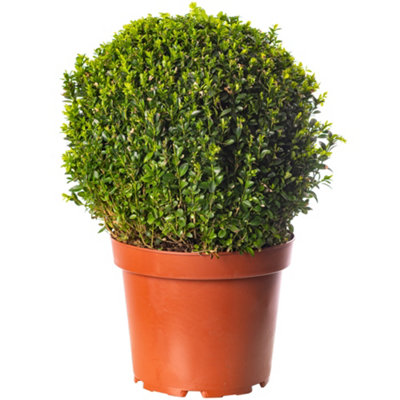 Buxus Ball - Compact Boxwood Ball, Ideal for UK Gardens (30cm Diameter)