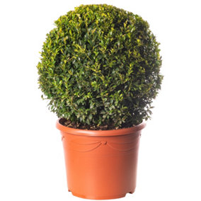 Buxus Ball - Compact Boxwood Ball, Ideal for UK Gardens and Patios (40cm Diameter)