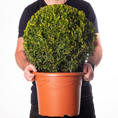 Buxus Ball - Compact Boxwood Ball, Ideal for UK Gardens and Patios (40cm Diameter)