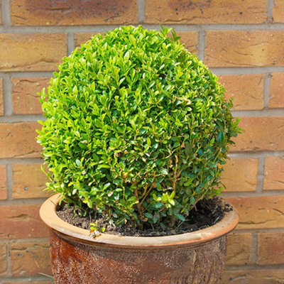 Buxus Ball Topiary 25-30cm diameter in a 5L Pot Garden Ready Established Plants for Outdoor Gardens