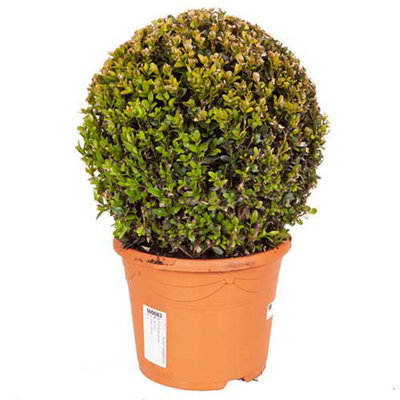 Buxus Ball Topiary 25-30cm diameter in a 5L Pot Garden Ready Established Plants for Outdoor Gardens - 4