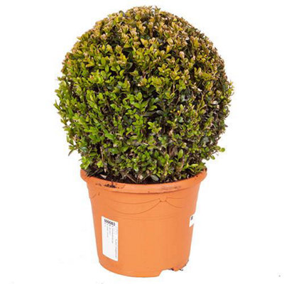 Buxus Ball Topiary 25-30cm diameter in a 5L Pot Garden Ready Established Plants for Outdoor Gardens