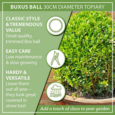 Buxus Ball Topiary 25-30cm diameter in a 5L Pot Garden Ready Established Plants for Outdoor Gardens - 5