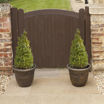 Buxus pyramid 45/50cm tall in a 21cm Pot - Buxus Hedge Shrub Perfect in Pots for Patios and Entrances