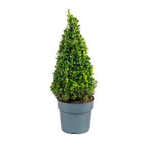 Buxus pyramid 45/50cm tall in a 21cm Pot - Buxus Hedge Shrub Perfect in Pots for Patios and Entrances