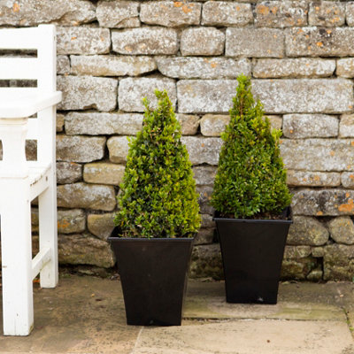 Buxus pyramid 45/50cm tall in a 21cm Pot - Buxus Hedge Shrub Perfect in ...