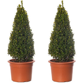 Buxus Pyramid Evergreen Shrub - Classic Choice for Formal Gardens (50-60cm, Pack of 2)