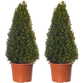Buxus Pyramid Evergreen Shrub - Classic Choice for Formal Gardens (60-70cm, Pack of 2)