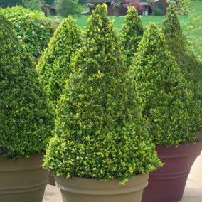 Buxus Pyramid - Evergreen Shrub for Formal Gardens (40-50cm)