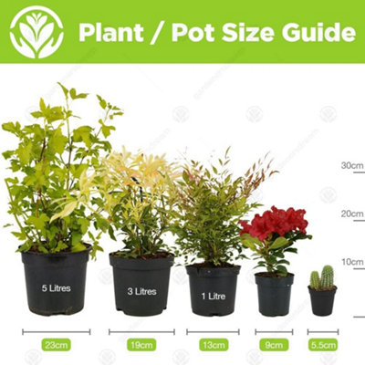 Buxus Pyramid - Evergreen Shrub for Formal Gardens (40-50cm) - 4