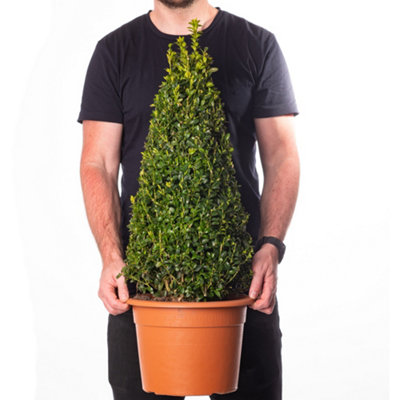 Buxus Pyramid Evergreen Shrub - Ideal for Formal Gardens (50-60cm)