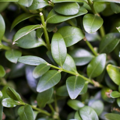 Buxus Pyramid Evergreen Shrub - Ideal for Formal Gardens (50-60cm) - 3