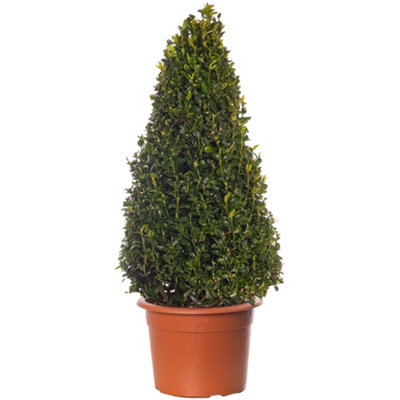 Buxus Pyramid Evergreen Shrub - Ideal for Formal Gardens (60-70cm)