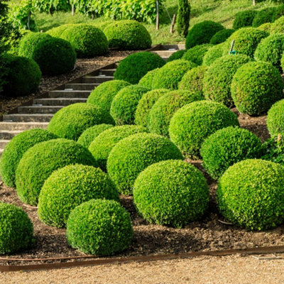 Buxus Sempervirens Ball (30-50cm Height Including Pot) - Classic Ball Shape, Evergreen Foliage, Sun or Partial Shade